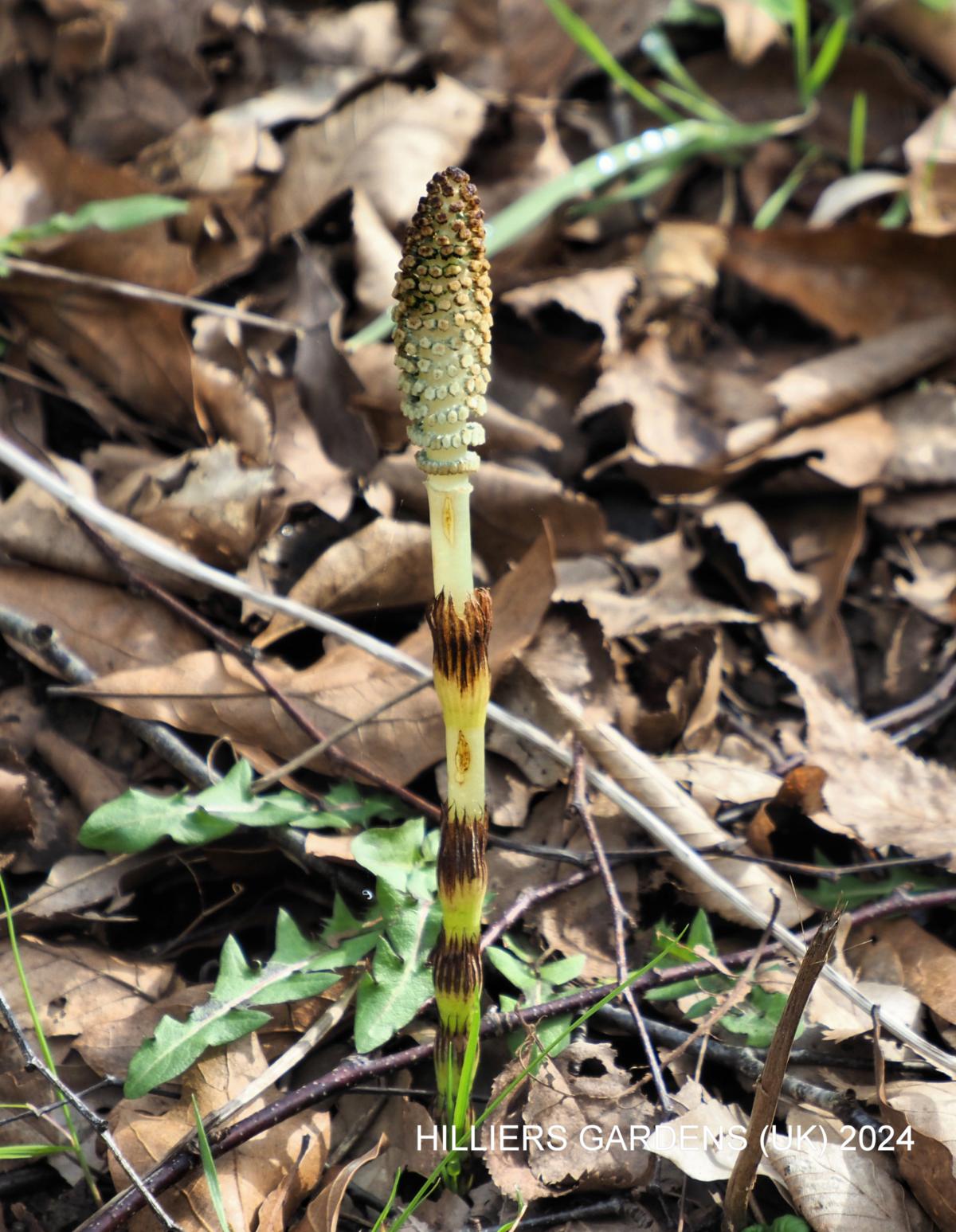 Horsetail, Great flower